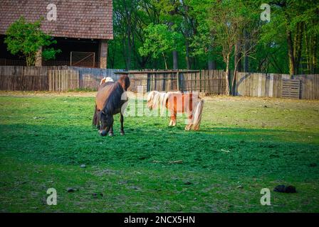 Zwei Shetland-Pferde grasen an einem sonnigen Tag im Graspark Stockfoto