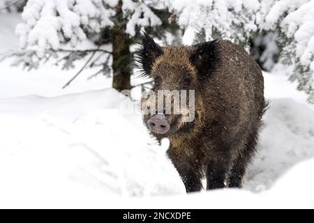 Schwarzwild im Tiefschnee *** Lokale Bildunterschrift *** Bristle Animals, echte Schweine, Huftiere mit geraden Zehen, Sau, Sauen, Sauen im Winter, Schwarzschwein, Wildschwein, Pi Stockfoto