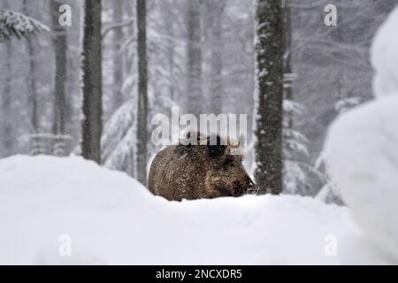 Schwarzwild im Tiefschnee *** Lokale Bildunterschrift *** Bristle Animals, echte Schweine, Huftiere mit geraden Zehen, Sau, Sauen, Sauen im Winter, Schwarzschwein, Wildschwein, Pi Stockfoto