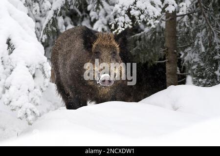 Schwarzwild im Tiefschnee *** Lokale Bildunterschrift *** Bristle Animals, echte Schweine, Huftiere mit geraden Zehen, Sau, Sauen, Sauen im Winter, Schwarzschwein, Wildschwein, Pi Stockfoto