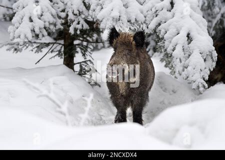 Schwarzwild im Tiefschnee *** Lokale Beschriftung *** Bristlenose Tiere, echte Schweine, Klauentiere, Sau, Sauen, Sauen im Winter, Schwarzschwein, wilder bo Stockfoto