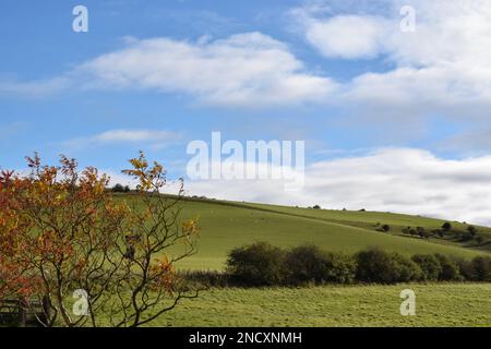 Englische Landschaft im Herbst mit Schafen an einem sonnigen Tag. Stockfoto