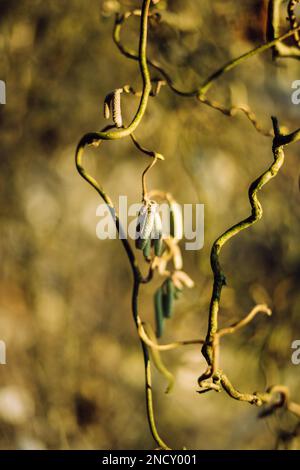 Korkenzieher-Haselzweige im Frühling Stockfoto