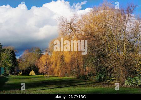 Herbstsonnenlicht filtert durch Ahornbäume, mit geschwollenen weißen Wolken in der Ferne, Valley Gardens, Harrogate, North Yorkshire, England, UK. Stockfoto