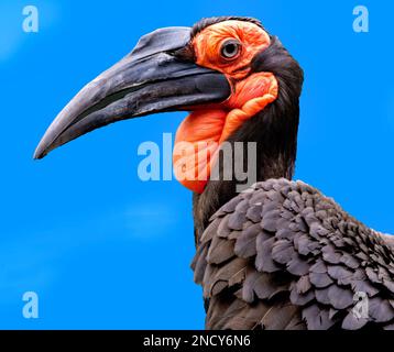 Nahaufnahme eines männlichen Südstaatenhornvogel vor blauem Himmel, Südafrika Stockfoto