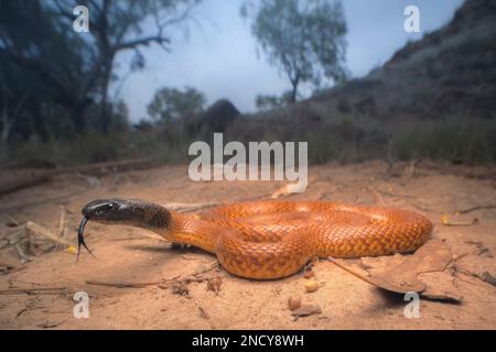 Wilde westliche Braunschlange (Pseudonaja mengdeni) im Outback bei Alice Springs, Northern Territory, Australien Stockfoto