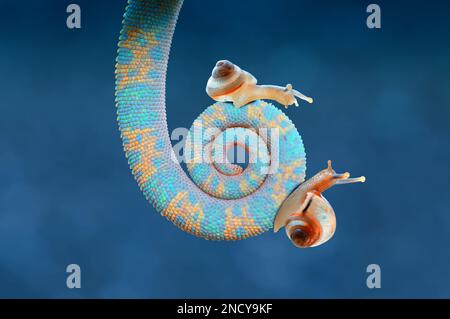 Nahaufnahme von zwei Miniaturschnecken auf einem gewickelten Chamäleonschwanz, Indonesien Stockfoto