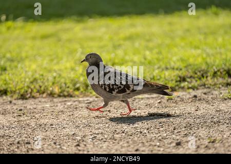 Eine Nahaufnahme einer Haustaube, Columba livia domestica. Stockfoto
