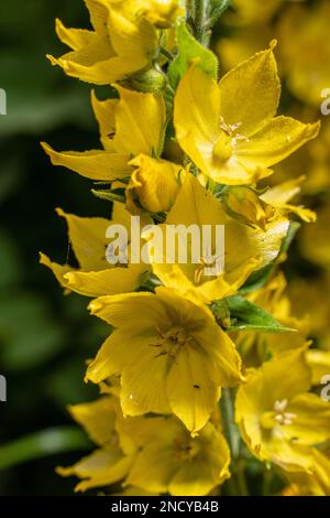 Ein vertikales Nahbild von Lysimachia punctata, der gepunkteten Loosestrife. Stockfoto