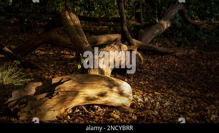 Ein gefallener, verdrehter Holzstamm auf dem Boden, bedeckt mit Laub in einem dunklen Wald Stockfoto