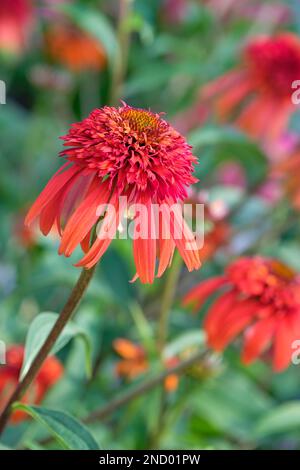 Echinacea Hot Papaya Coneflower Hot Papaya Stockfoto