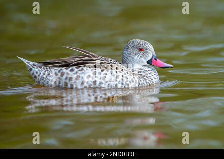 Ein Cape Teal, das im Wasser schwimmt Stockfoto