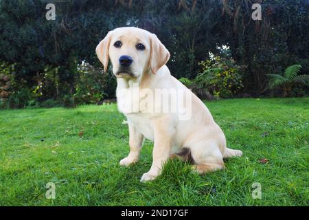 Drei Monate altes gelbes labrador-Hündchen, das in einem Garten sitzt - John Gollop Stockfoto
