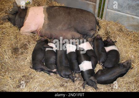 Saddleback Sau und ihre große Gruppe kleiner Ferkel... bei einer früheren Yorkshire Show.