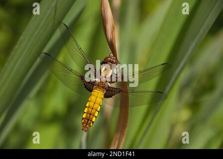 Libellula depressa, der breite oder breite Dart im Leighton Moss RSPB-Reservat Stockfoto