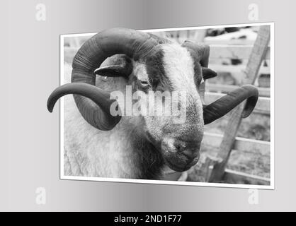 Der Badger Face Welsh Mountain ist eine besondere Sorte der Waliser Bergreppe von Hausschafen, die in Wales für die Schafzucht gezüchtet werden. Stockfoto