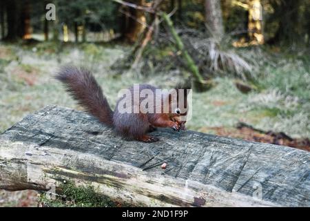 Rotes Eichhörnchen (Sciurus vulgaris), das in North Yorkshire überlebt, solange die grauen Eichhörnchen beseitigt werden können. Stockfoto