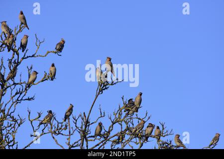 Wachsfiguren Bombycilla Garrulus in einem Baum Stockfoto