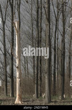 Pappel im Winter Stockfoto