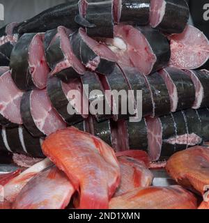 Fische, Wolfsbarsch-Basa (Pangasius bocourti). Stockfoto