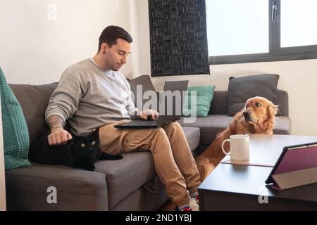 Konzentrierter männlicher Besitzer sitzt auf dem Sofa mit Laptop und streichelt die süße Katze, während er von zu Hause aus mit dem niedlichen Golden Retriever Hund arbeitet Stockfoto