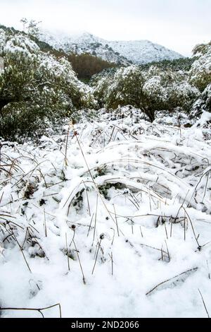 Malerischer Blick auf schneebedeckte Hügel und Bäume, die im Winter auf einer Wiese mit trockenem Gras wachsen Stockfoto