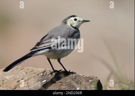 Süßer, weißer Wagtail-Vogel, der auf rauer steiniger Oberfläche in der Natur vor verschwommenem Hintergrund sitzt Stockfoto
