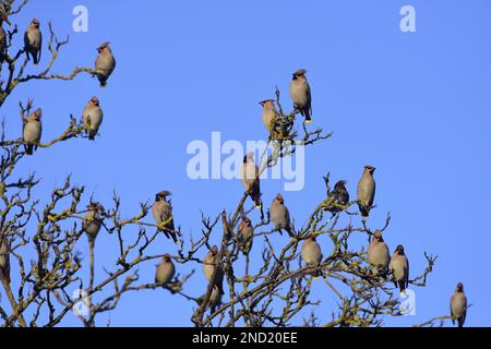 Wachsfiguren Bombycilla Garrulus in einem Baum Stockfoto