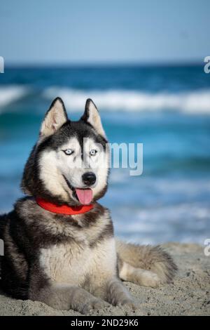 sibirischer Husky Hündchen entspannt und spielt am Strand Stockfoto