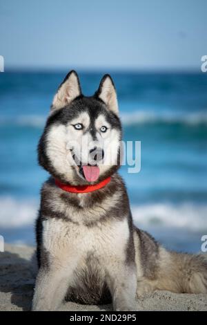 sibirischer Husky Hündchen entspannt und spielt am Strand Stockfoto