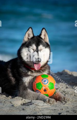 sibirischer Husky Hündchen entspannt und spielt am Strand Stockfoto