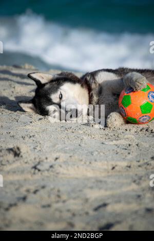sibirischer Husky Hündchen entspannt und spielt am Strand Stockfoto