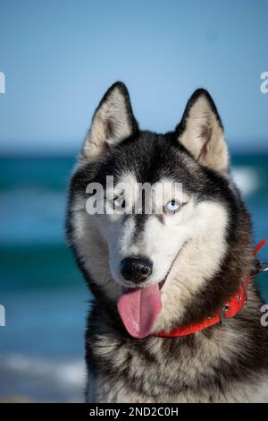 sibirischer Husky Hündchen entspannt und spielt am Strand Stockfoto