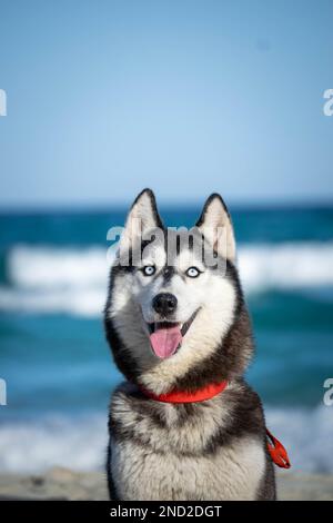sibirischer Husky Hündchen entspannt und spielt am Strand Stockfoto