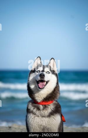 sibirischer Husky Hündchen entspannt und spielt am Strand Stockfoto