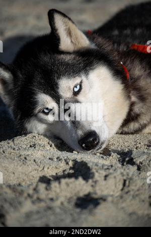 sibirischer Husky Hündchen entspannt und spielt am Strand Stockfoto