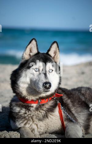 sibirischer Husky Hündchen entspannt und spielt am Strand Stockfoto