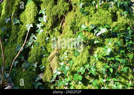 Ivy wächst auf einem moosbedeckten Baumstamm. Stockfoto
