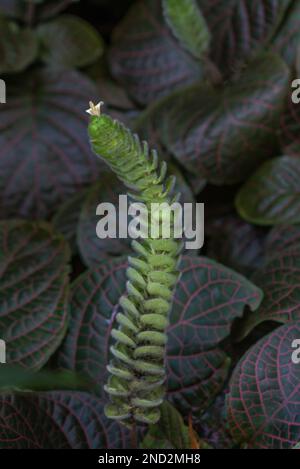 Eine vertikale Aufnahme der Fittonia gigantea-Pflanze mit grünen Blättern im Hintergrund Stockfoto