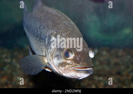 Largemouth Bass unter Wasser Stockfoto