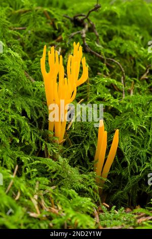 Gelber Stagshorn (Calocera viskosa)-Pilz, der durch Moos auf verwesendem Holz in einem Nadelwald im Südwesten Englands wächst. Stockfoto