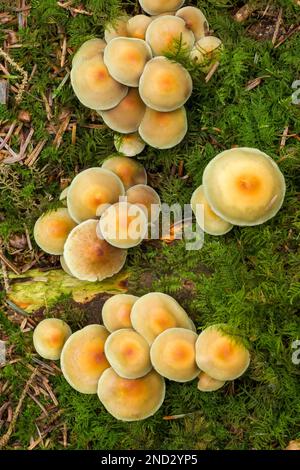 Sulphur Tuft (Hypholoma fasciculare) Pilze, auch bekannt als Cluster Woodlover, auf einem moosbedeckten Baumstumpf in einem Nadelwald im Südwesten Englands. Stockfoto