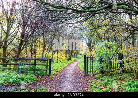 Ein schlammig winterlicher Pfad führt durch ein Tor und kurbelt um die Ecke durch einige Wälder in die Ferne. Es gibt ein paar Herbstblätter auf den Bäumen Stockfoto