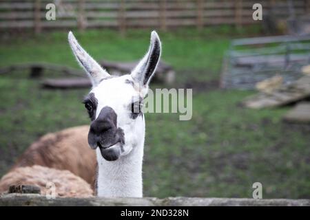 Ein seltsames Lama schaut in die Kamera. Stockfoto