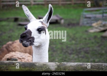 Ein seltsames Lama schaut in die Kamera. Profilansicht. Stockfoto