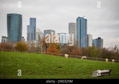 Schafe grasen auf den Feldern des Mudchute Park and Farm auf der Isle of Dogs, London, mit den Wolkenkratzern von Canary Wharf im Hintergrund. Stockfoto