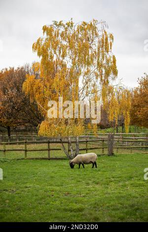 Ein einzelnes, weißes, ausgewachsenes Schaf mit schwarzem Gesicht und Beinen grast im Herbst auf einem Feld unter einem einzigen Baum. Stockfoto