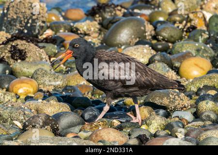 Schwarzer Austernfischer, Hematopus bachmani, einzelner Erwachsener, der am Strand spaziert, Vancouver Island, Kanada Stockfoto