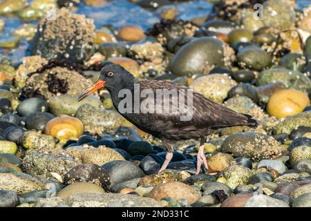 Schwarzer Austernfischer, Hematopus bachmani, einzelner Erwachsener, der am Strand spaziert, Vancouver Island, Kanada Stockfoto