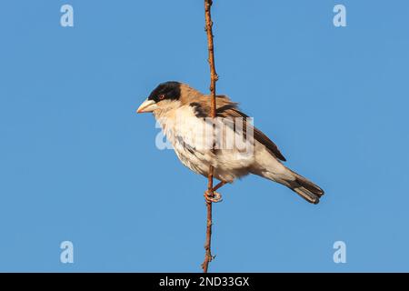 Schwarzkappenweber, Pseudonigrita cabanisi, alleinstehender Erwachsener, hoch oben im Baum, Masai Mara, Kenia Stockfoto